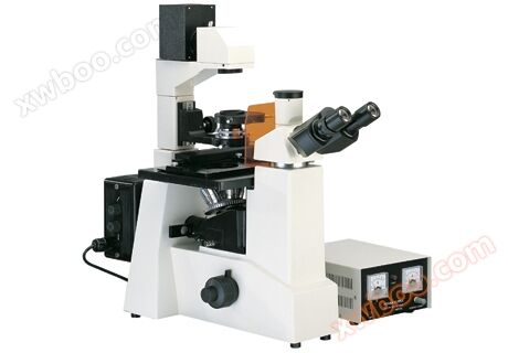 Microscópio fluorescente inverso BF51